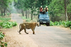 chitwan-jungle-safari-tour-in-bharatpur-525671