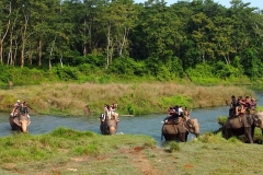 chitwan-jungle1